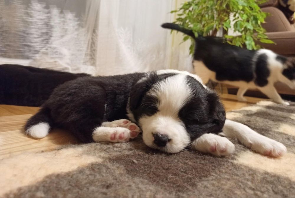 Szczenię Border Collie suczka ZKwP