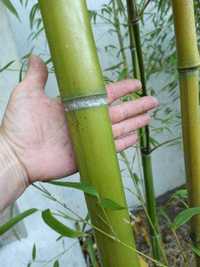 Bambusy mrozoodporne,zimozielone.Phyllostachys vivax shanghai 3 inne.