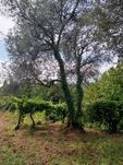 Oliveiras verdejantes com fruto