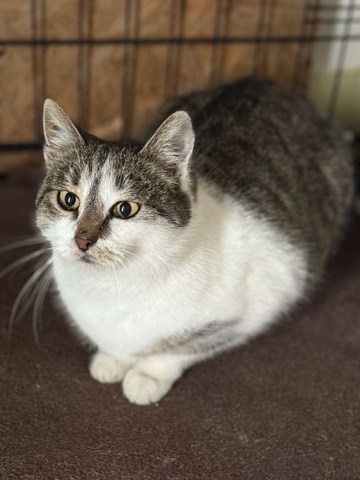 Słodka Śliwka szuka domu