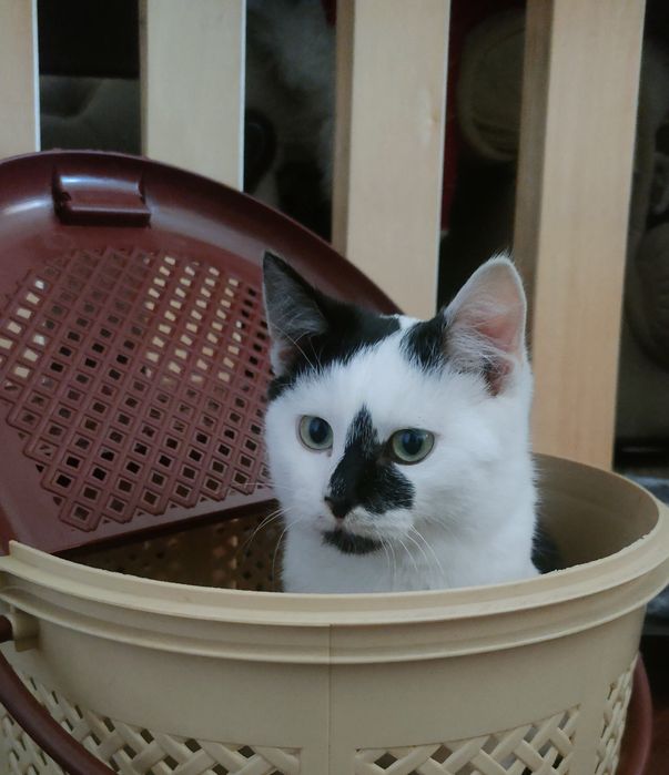 Милый котик ищет семью