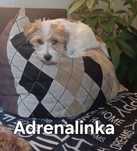 Zaginęła suczka  nagroda  dla znalazcy jack russell terier szorstkowło