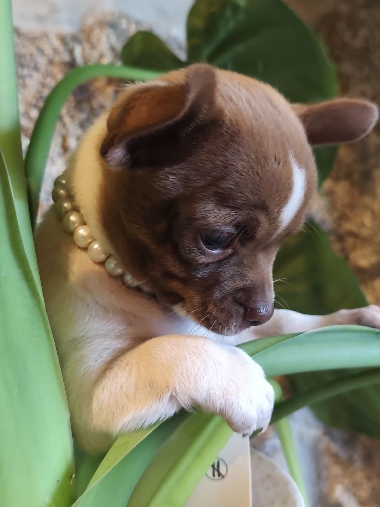 Chihuahua menino perfeição