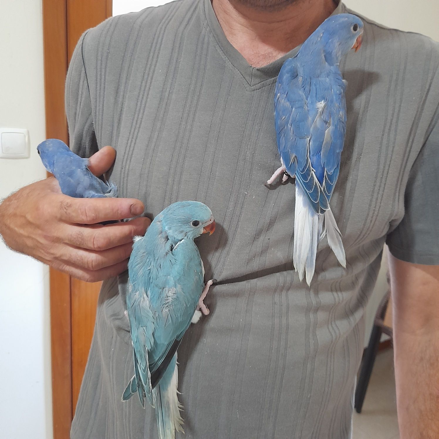 Ringnecks CC violeta e azul