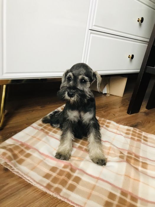 Sznaucer miniaturowy