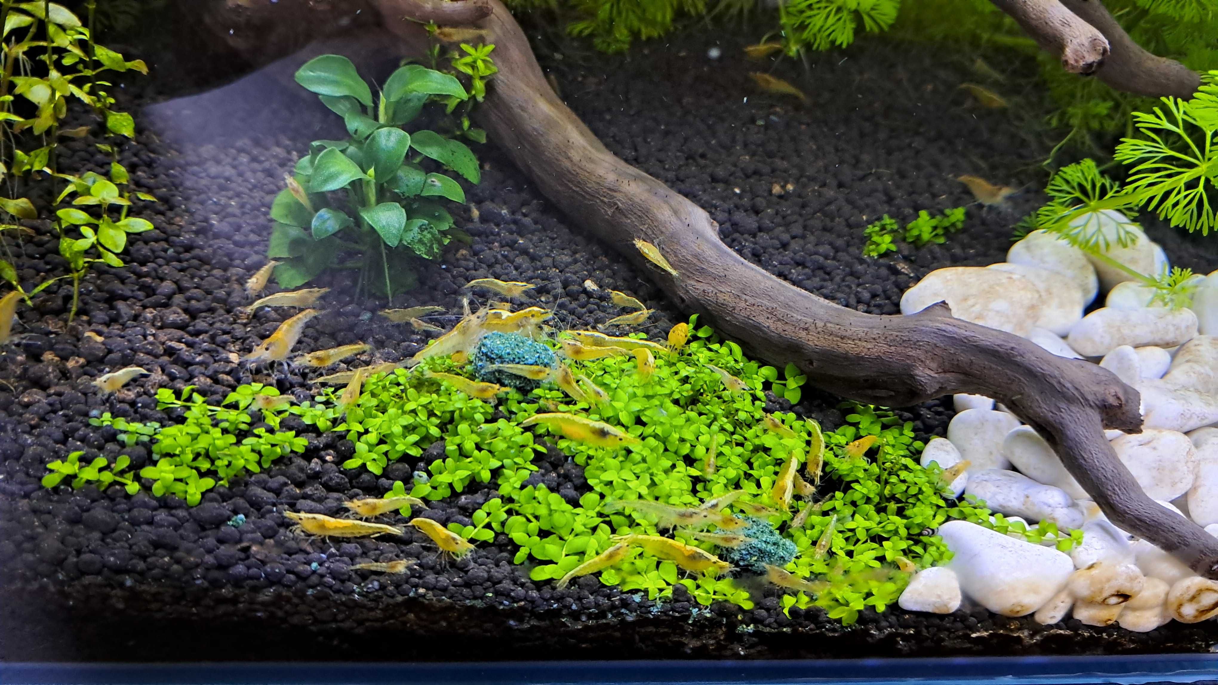 Krewetki Neocaridina Yellow Żółte 10szt-40zł