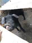Porco preto macho