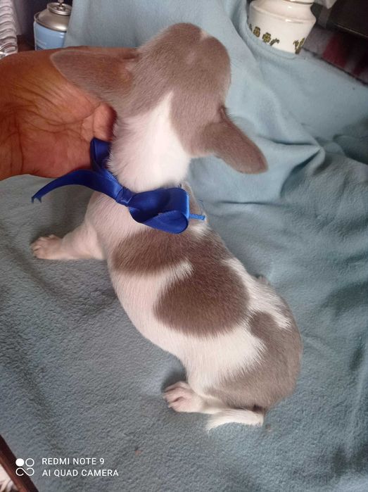 Chihuahua de bolso linha Russa de Top Macho
