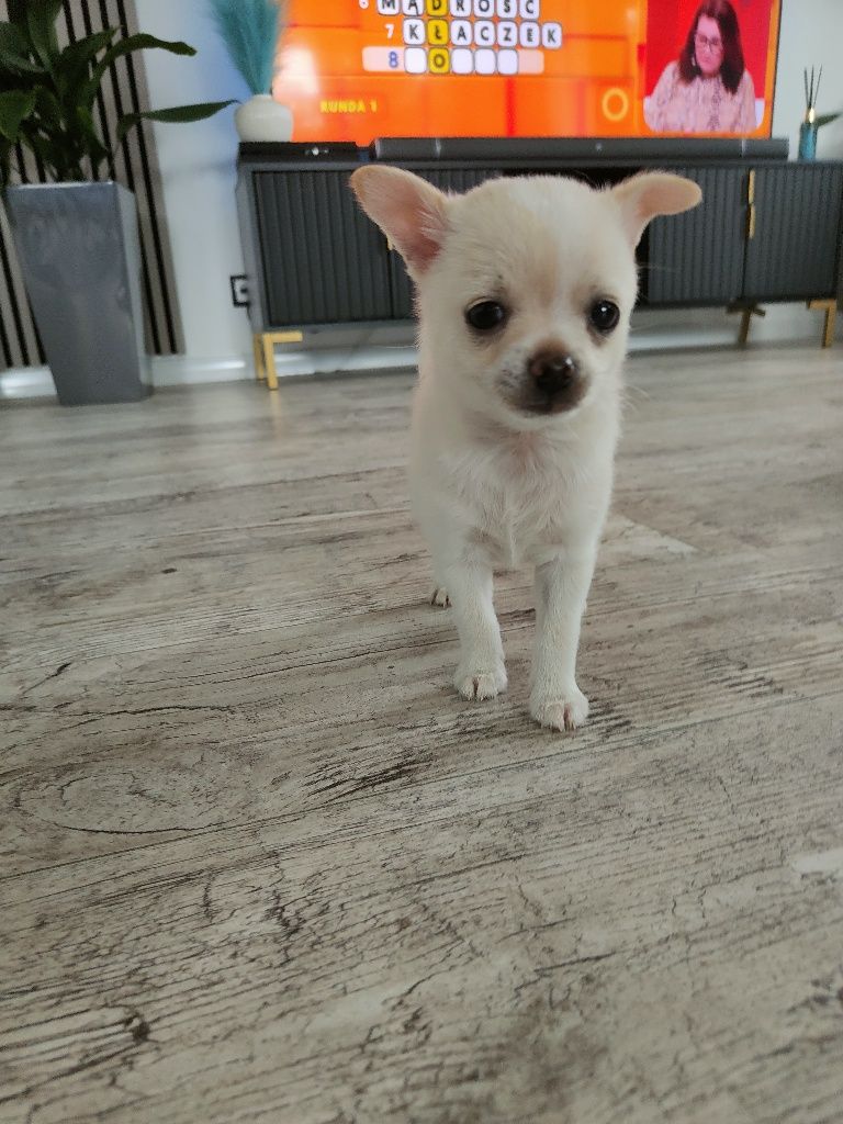 Chihuahua piesek