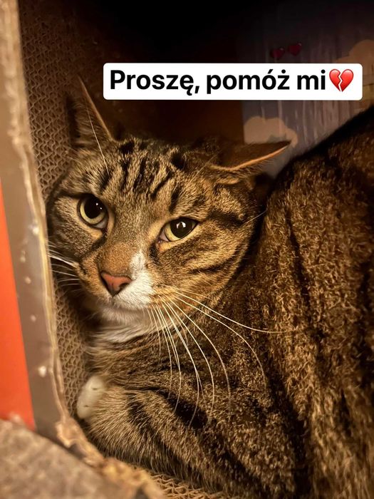 Lenon ok 3 let.pięknie umaszczony kocurek traci nadzieję Koty do adopc