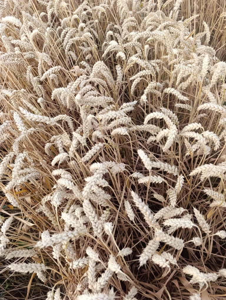 Насіння пшениці, посівна, Асорі, футурум,.