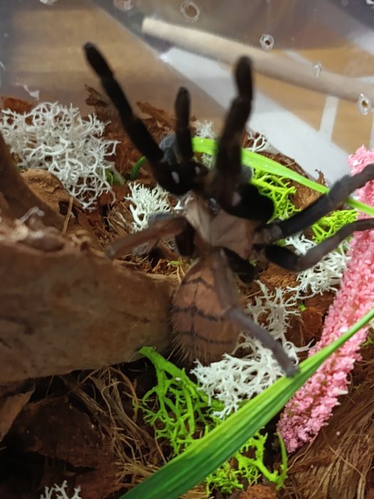 Chilobrachys fimbriatus