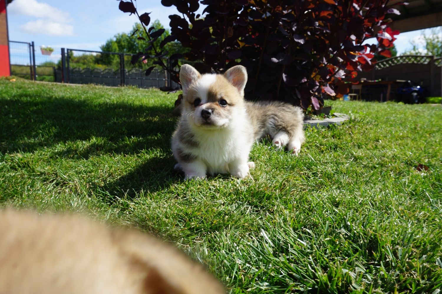 Welsh Corgi Pembroke suczka FCI