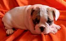 Bulldog FRANCÊS  Tenho  última menina Mini  tenho uma Menina  ve