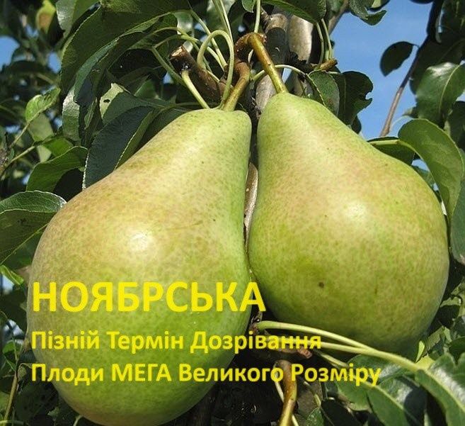 Лимонник Лохина Ківі Клубника Гумі Кізіл Груша Яблуня Магнолія Сакура