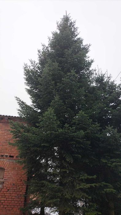 Jodła kaukaska, jodła olbrzymia, choinka 10m