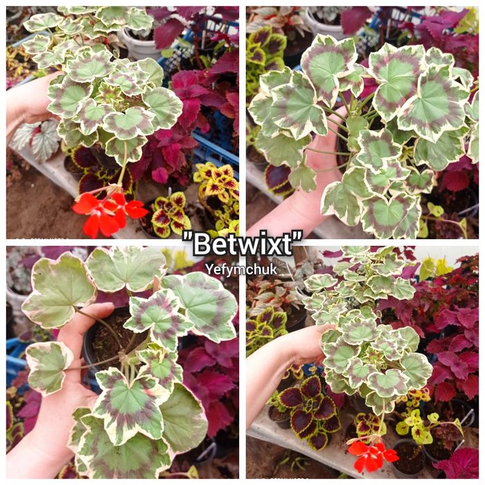 Пеларгонія великий вибір