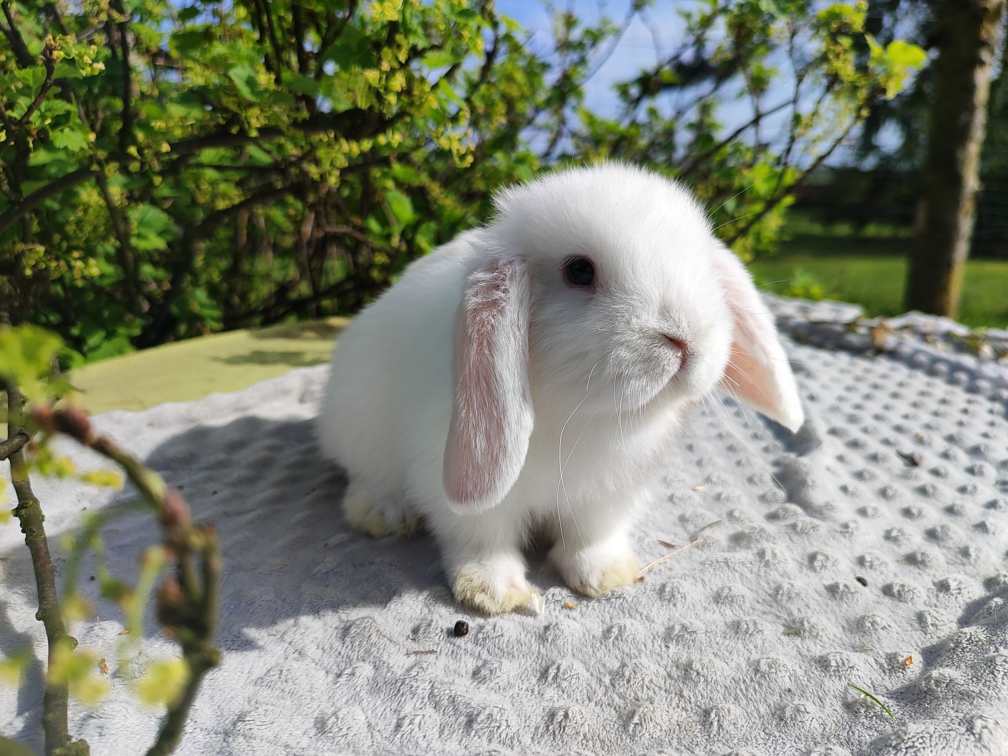 Mini lop rasowy metryka legalna hodowla królik miniaturka baranek