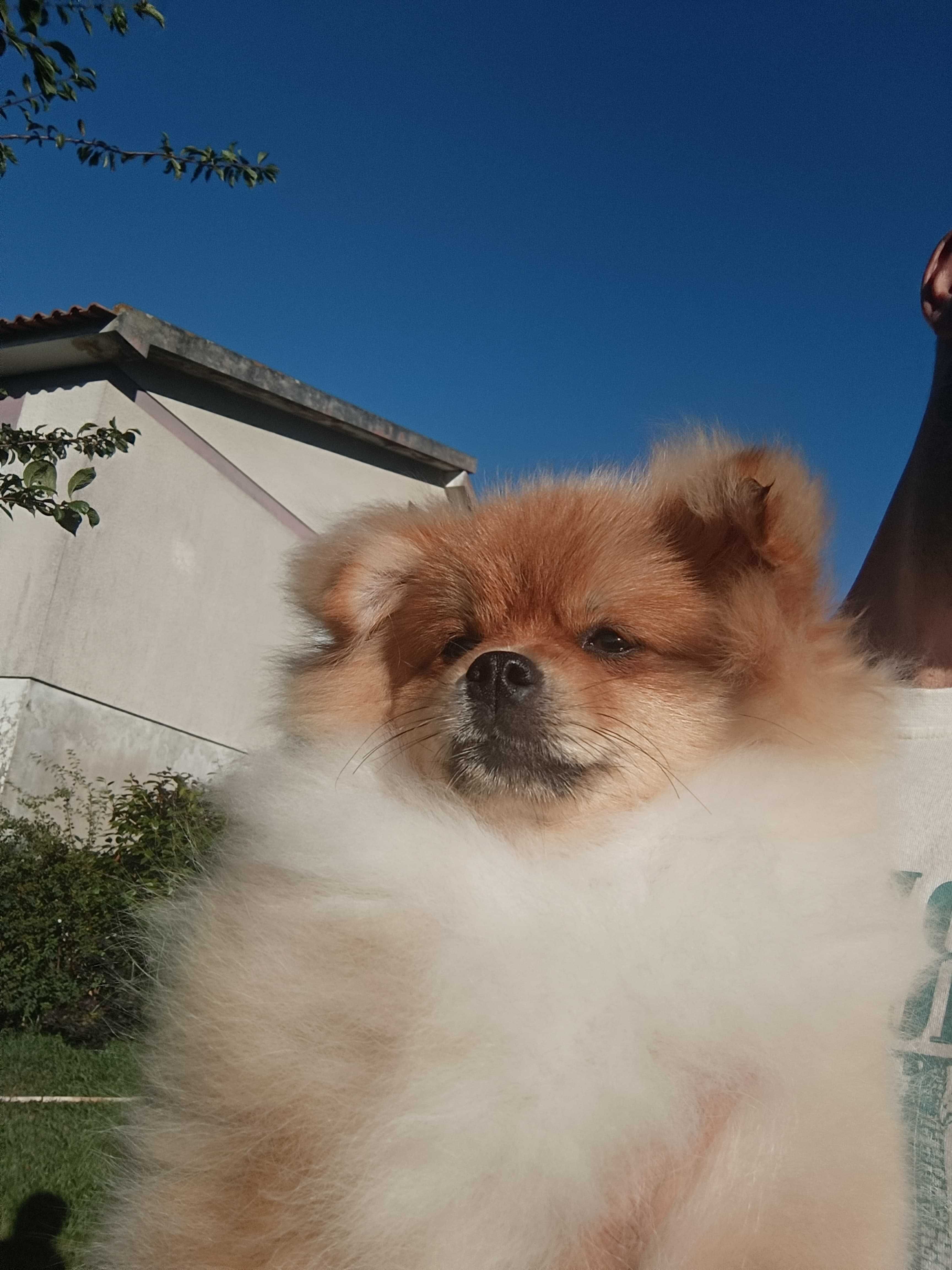 Spitz alemão anão, lulu da pomerânia