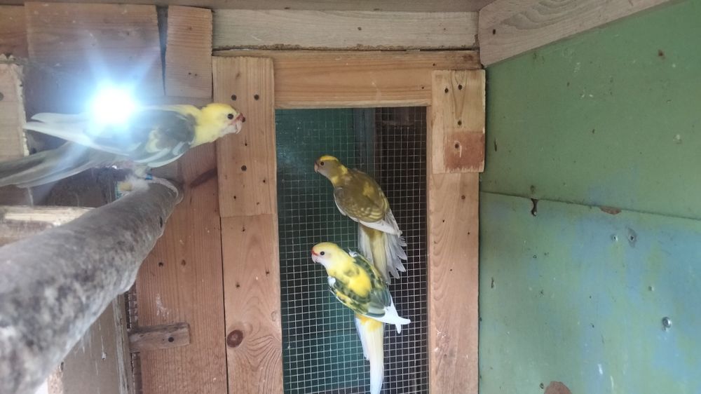 Sprzedam parę lęgową papug