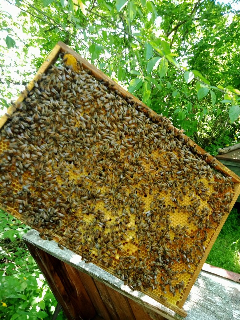 Цена Договная.Продам бджолопакети(пчелопакеты)4 рамки розплоду