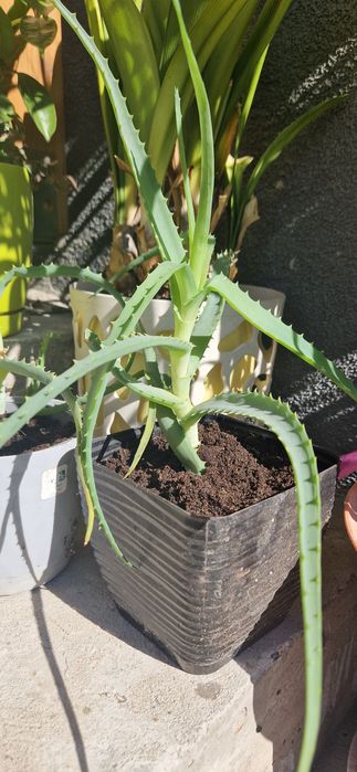 Kwiat Aloes w doniczce