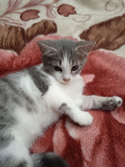 Кошенятко хлопчик