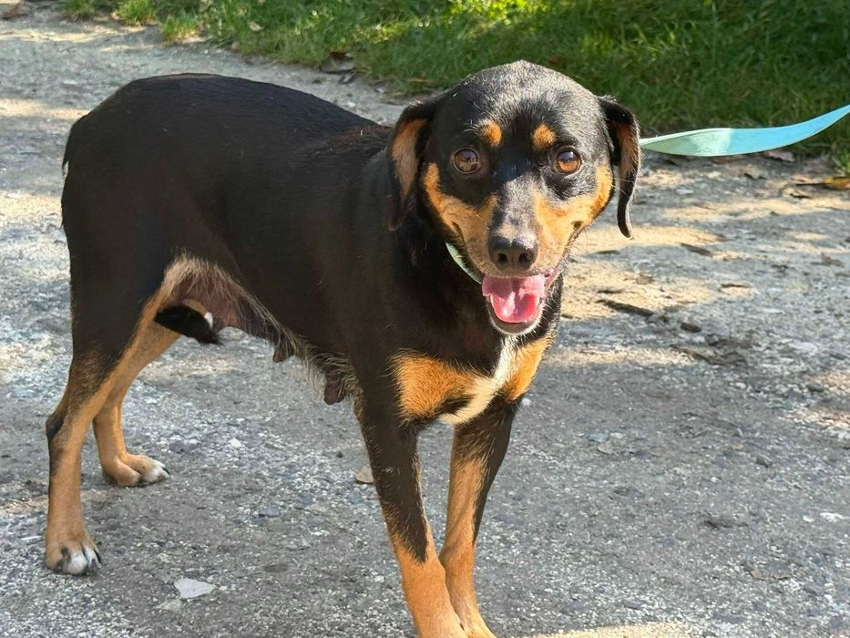 Doli- delikatna sunia do adopcji