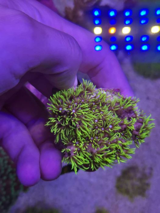 Vários corais desde 10 eur