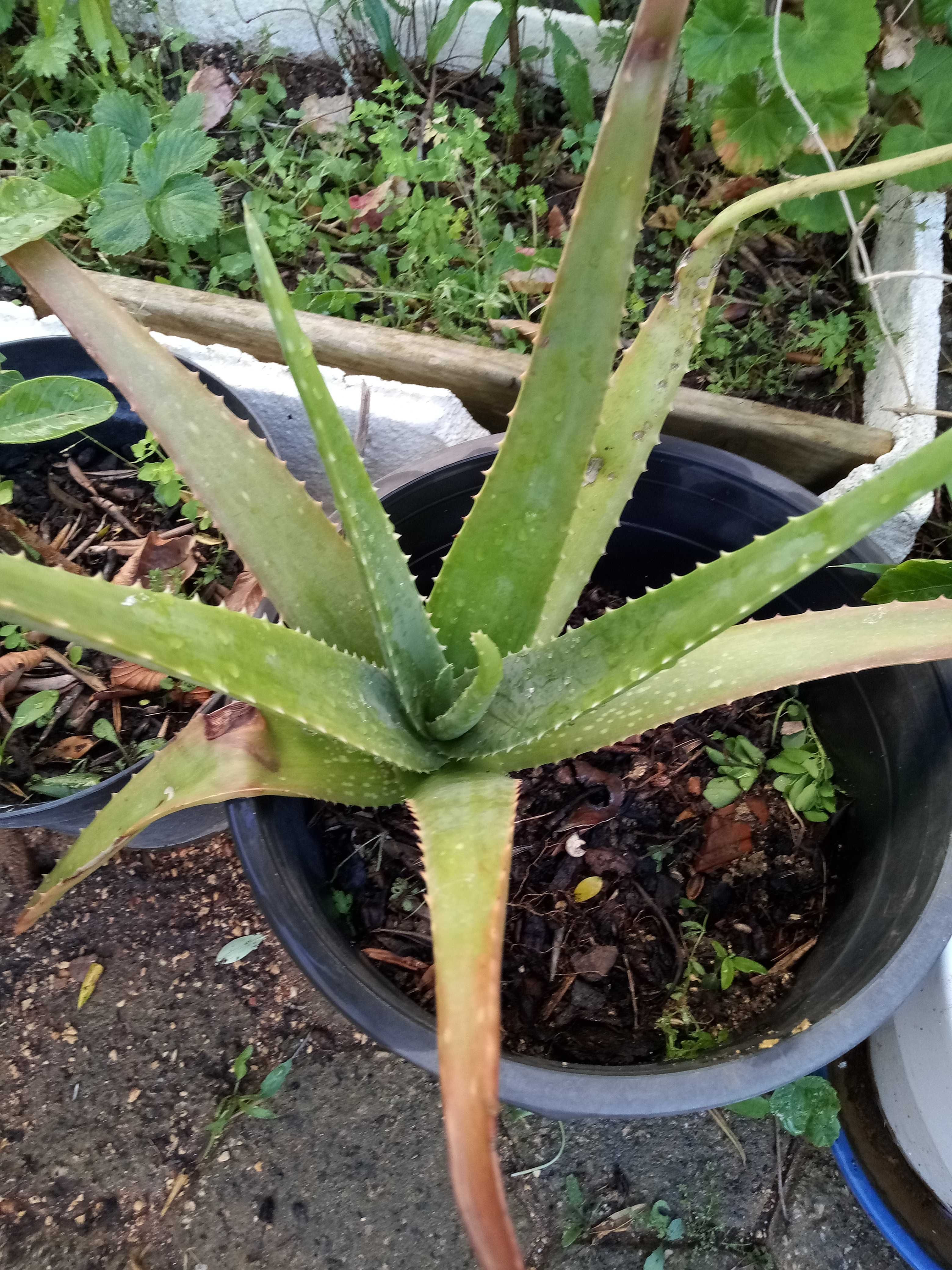 Aloé vera em vaso