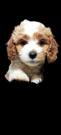 Cavapoo cavadoodle cavalier pudel