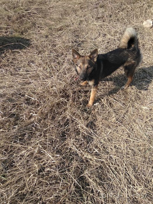 Пропала собака погналась за чужой собакой.