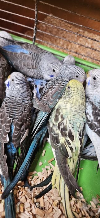 Papuga papugi faliste blackwings 15 sztuk
