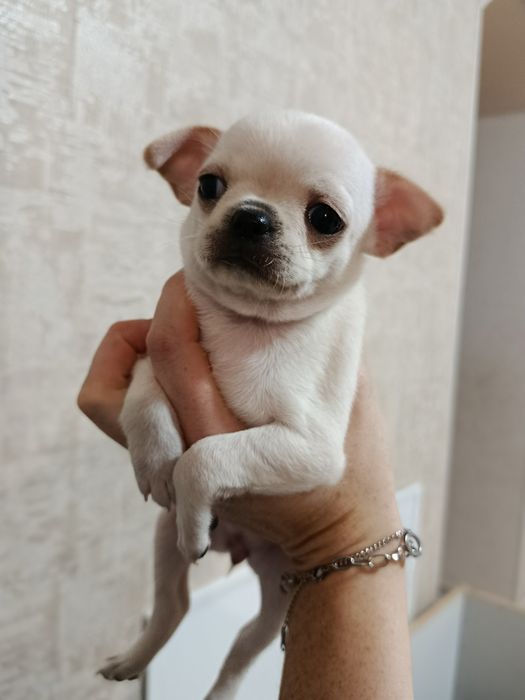 Чіхуахуа коббі щенки чихуахуа