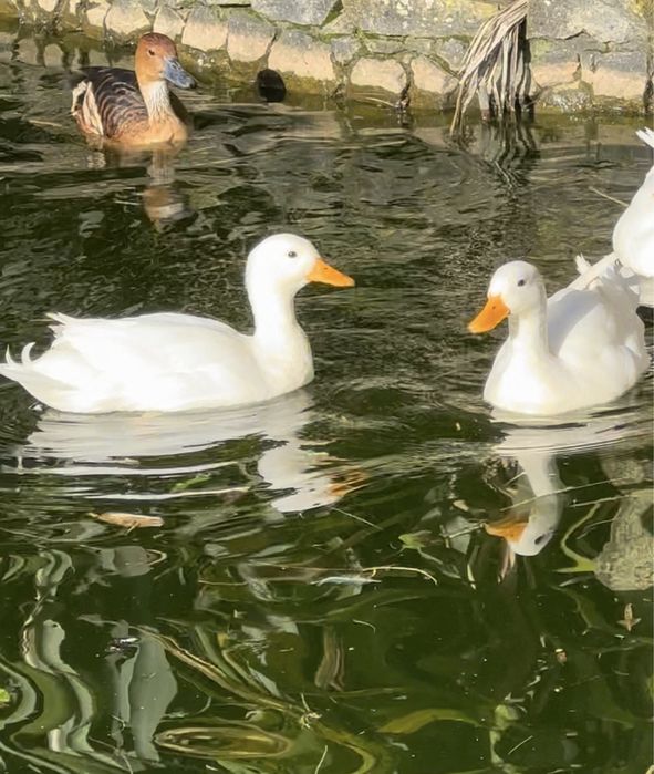 Patos Mignon brancos