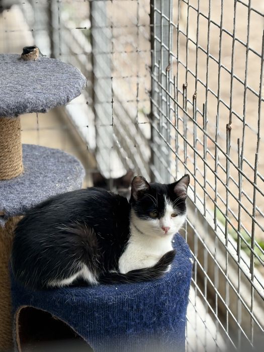 Gatinho preto e branco para adoção
