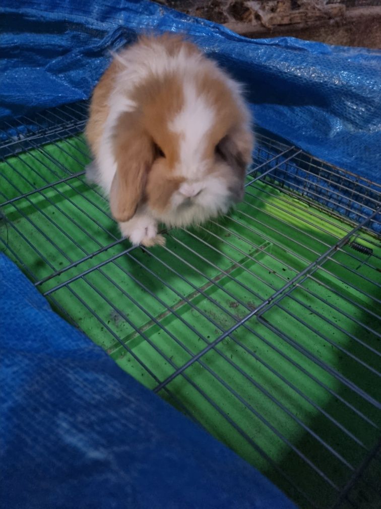 Kit coelhos anoes mini lop, mini holandeses e toys no criador