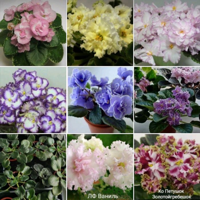 РОЗПРОДАЖ  молоденькі кустики сортової фіалки