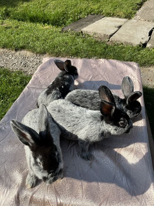 Кролі молді кролики Європейське Срібло