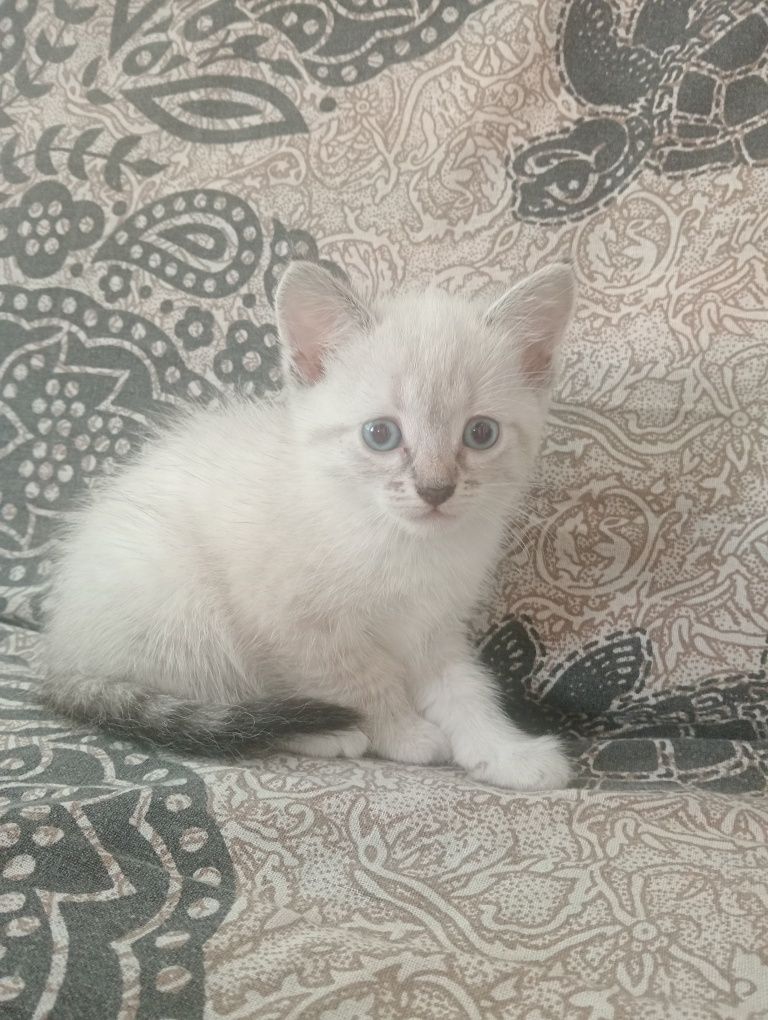 Котики в добрі руки