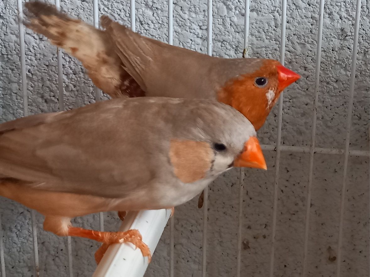 Mandarins várias mutações, de bom porte, preço especial para lote.