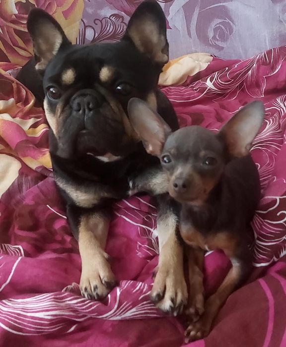 Девочки разных размеров,отЧемпионов. 3мес 10дн. Док.КСУ,чип,привита