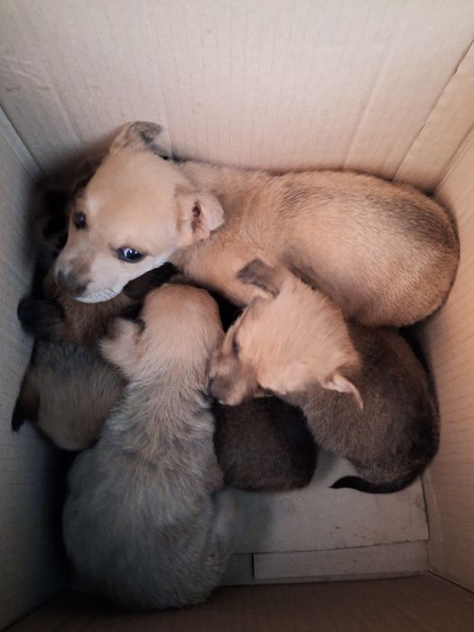 Безпритульні тваринки