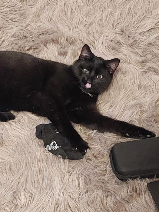 Oddam kotka za darmo!