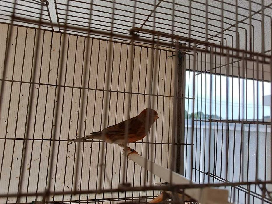 Canários machos arlequins 2025 (Foros de Amora)