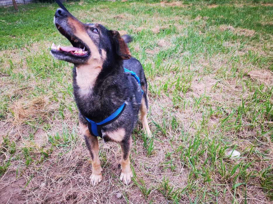 Uroczy Kundelek czeka na Ciebie