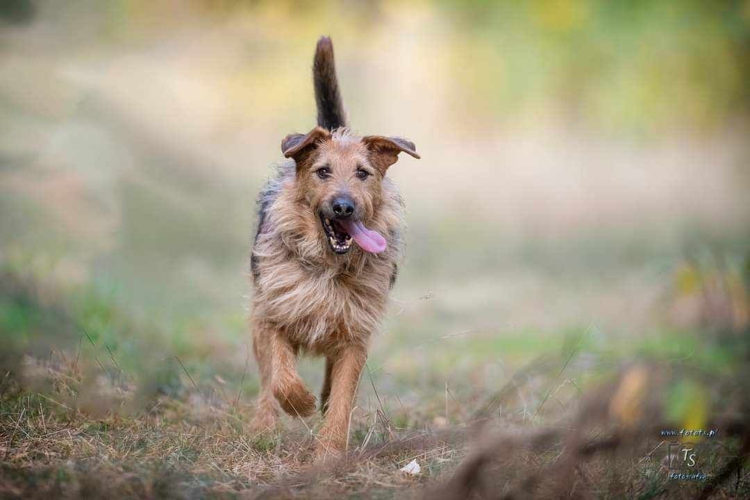 Piękny pies Koko szuka kochającego domu!