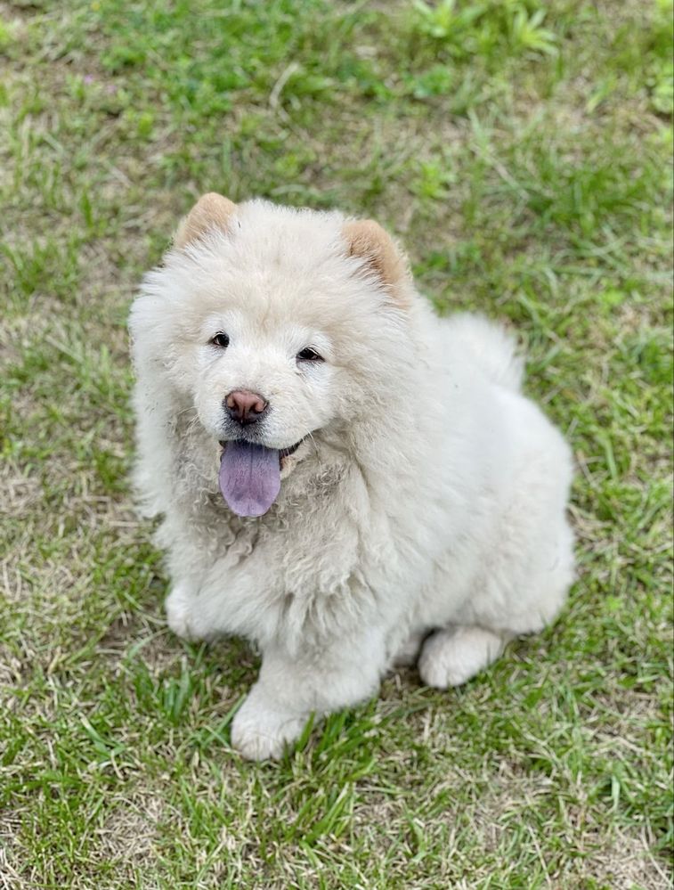 Śliczna sunia CHOW CHOW