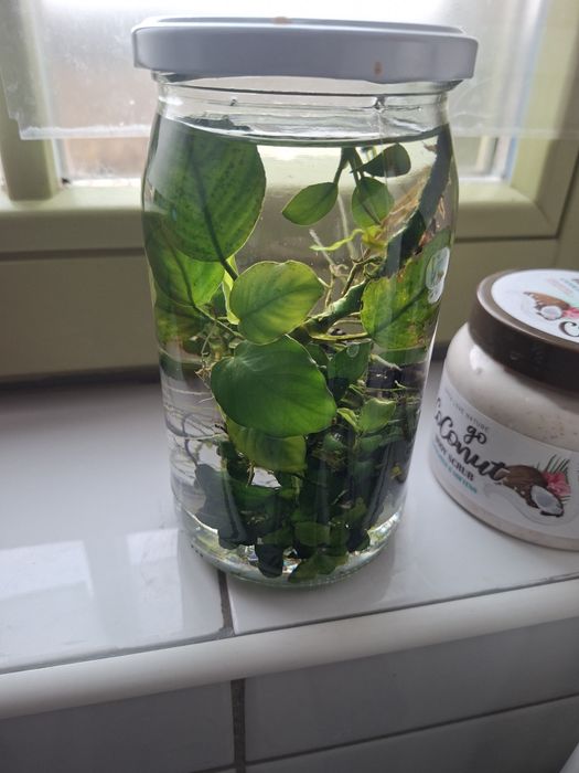 Anubias mini i normalny