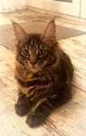 Koteczka Maine Coon